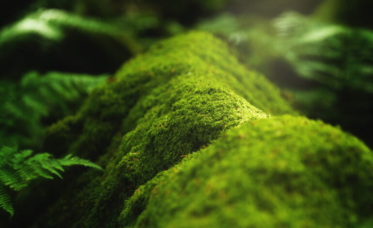  Breathing Mauritius: The Infinite Beauty of Its Lush Green Nature