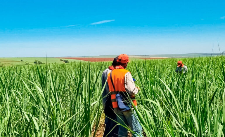  Tech Farmers: How Digital Tools Are Changing Agriculture in Mauritius